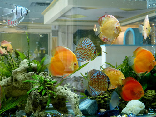 居家养鱼风水讲究，怎么养鱼招财运？