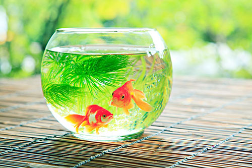 居家养鱼风水讲究，怎么养鱼招财运？
